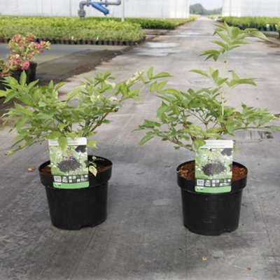 Thompson & Morgan Black/Purple/White Sambucus Haschberg Litre Potted Plant X 1 Size 3