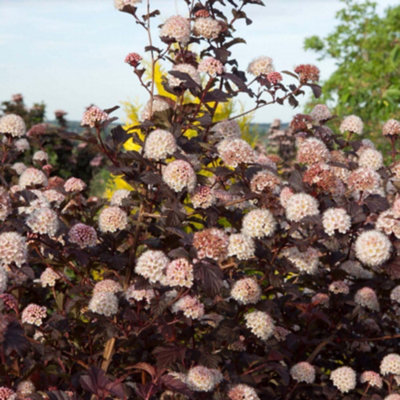 B&Q -  Physocarpus Opulifolius Lady In Red 9Cm Potted Plant X 1