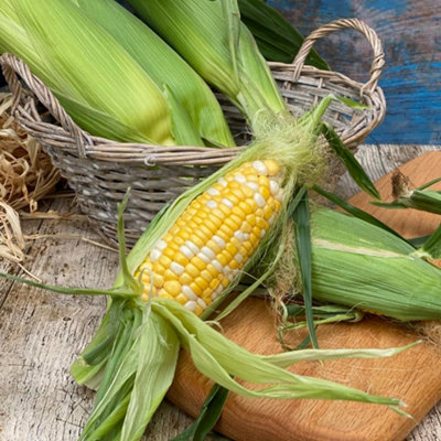 Sweetcorn Pot Of GoldDeliciously Sweet & Tender High Yielding Easy Grow (1X 3X 6X Pots) By Thompson & Morgan from B&Q