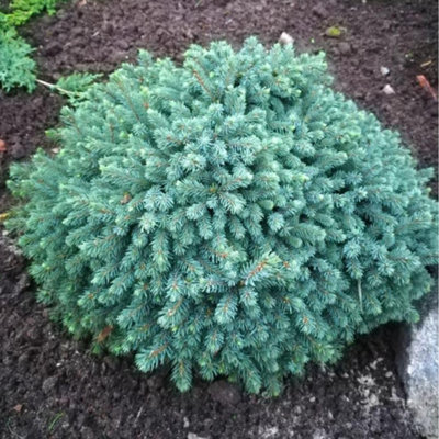 Thompson & Morgan Picea Glauca Echiniformis 2 Litre Potted Plant X 1 from B&Q