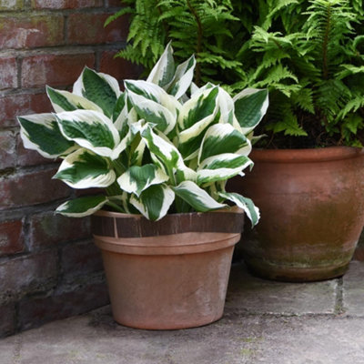 B&Q -  Hosta Patriot 9Cm Potted Plant X 1