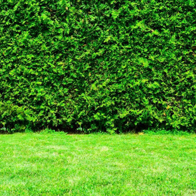 Thompson & Morgan Thuja Plicata Whipcord 1 Litre Potted Plant X 1 from B&Q
