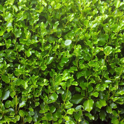 Thompson & Morgan Griselinia Littoralis 9Cm Potted Plant X 3 from B&Q