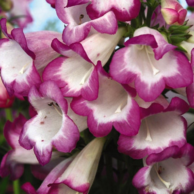 B&Q -  Penstemon Pensham Laura 2 Litre Potted Plant X 1