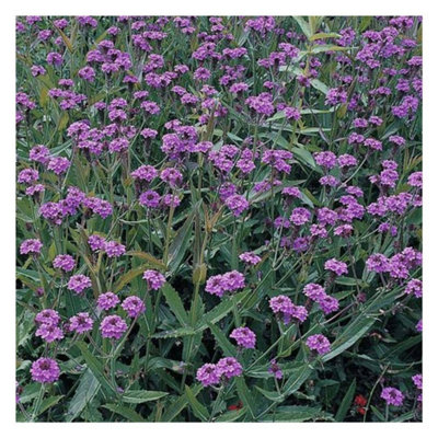 Thompson & Morgan Verbena Rigida 1 Litre Potted Plant X 1 from B&Q