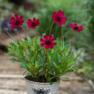 B&Q -  Cosmos Cherry Chocolate 9Cm Potted Plant X 3