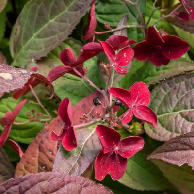 Thompson & Morgan Hydrangea Serrata Daredevil 9Cm Potted Plant X 1 from B&Q