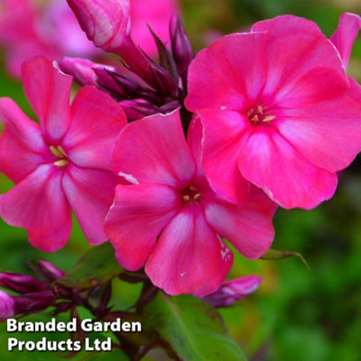 Thompson & Morgan Pink Phlox Paniculata Tenor Litre Pot X Size 1