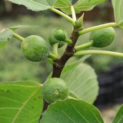 Thompson & Morgan Fig (Ficus) Carica ( Fig) 9Cm Potted Plant X 3 Green