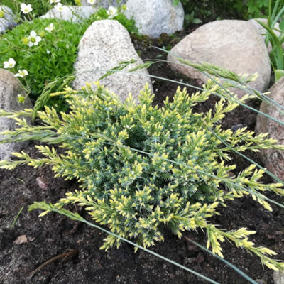 Thompson & Morgan Juniperus Squamata Holger 1 Litre Potted Plant X 1 from B&Q