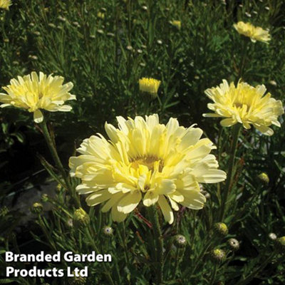 Thompson & Morgan Yellow/White/Light Leucanthemum Real Dream Litre Potted Plant X Size 1