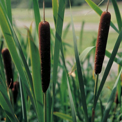 Thompson & Morgan Typha Angustifolia Lesser BulrushTall Perennial Aquatic Plant With Chocolate Brown Flower Heads For Ponds from B&Q