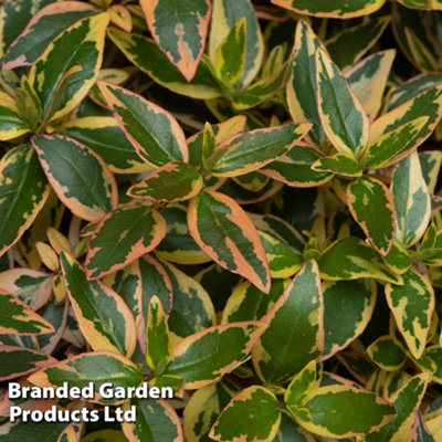 Thompson & Morgan Abelia X Grandiflora Tricolour Charm 9Cm Potted Plant X 1 from B&Q