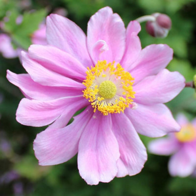 Thompson & Morgan Anemone X Hybrida Serenade 9Cm Potted Plant X 1 from B&Q