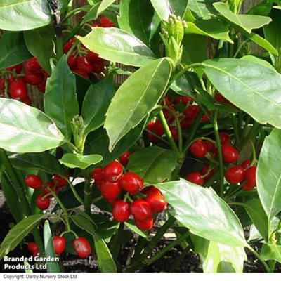 Thompson & Morgan Aucuba Japonica Rozannie 9Cm Potted Plant X 1 from B&Q
