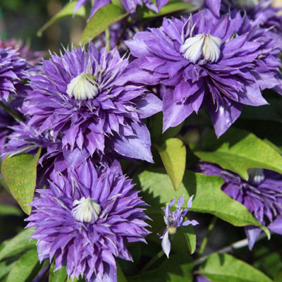 B&Q -  Clematis Multi Blue 7Cm Potted Plant X 1