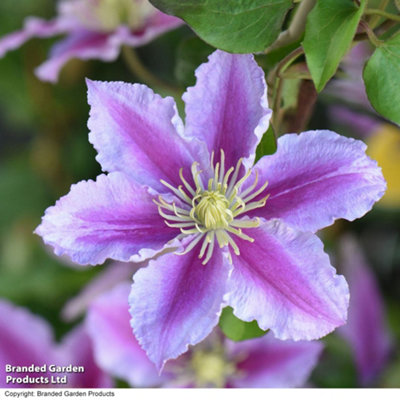 B&Q -  Clematis Piilu 7Cm Potted Plant X 3
