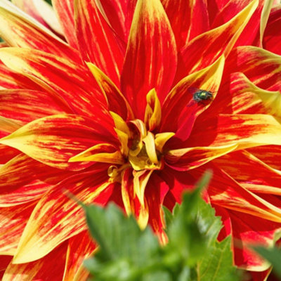 Thompson & Morgan Dahlia Dinner Plate Bodacious 3 Litre Potted Plant X 1 from B&Q
