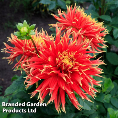 Thompson & Morgan Dahlia Show 'n' Tell 3 Litre Potted Plant X 1 from B&Q