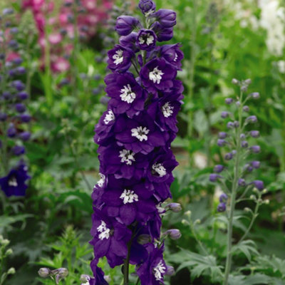 Thompson & Morgan Delphinium Fountain White Dark Bee 1 Litre Potted Plant X 1 from B&Q