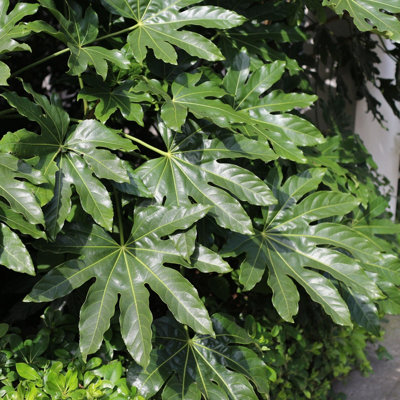 Thompson & Morgan Fatsia Japonica 9Cm Potted Plant X 3 from B&Q