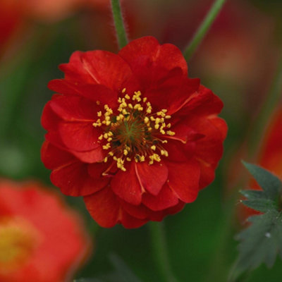 Thompson & Morgan Geum Blazing Sunset 1 Litre Potted Plant X 1 from B&Q