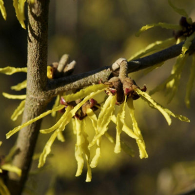 B&Q -  Hamamelis (Witch Hazel) Arnold Promise 9Cm Potted Plant X 4
