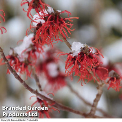 Thompson & Morgan Hamamelis Intermedia Feuerzauber 9Cm Potted Plant X 1 from B&Q