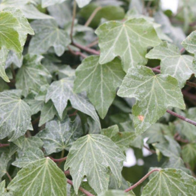 Thompson & Morgan Hedera Helix Green Ripple 3 Litre Potted Plant X 1 from B&Q
