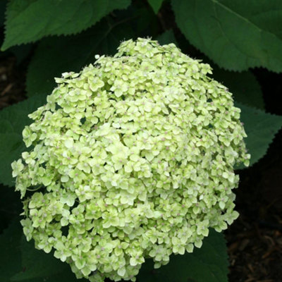 Thompson & Morgan Hydrangea Lime Rickey 3 Litre Potted Plant X 3 from B&Q