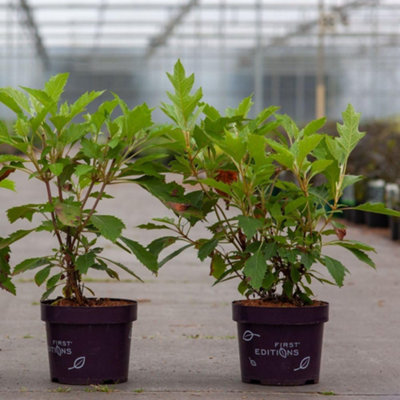 Thompson & Morgan Hydrangea Quercifolia Ice Crystal 9Cm Potted Plant X 3 from B&Q