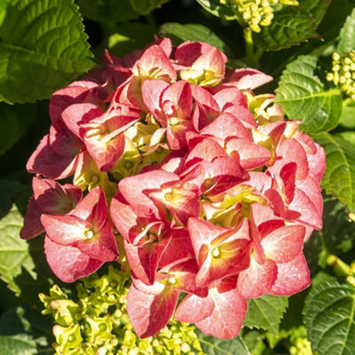 Thompson & Morgan Hydrangea Serrata Preziosa 9Cm Potted Plant X 1 from B&Q