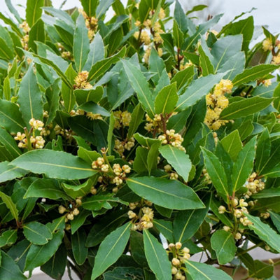 Thompson & Morgan Bay - Laurus Nobilis Bush 10.5Cm Potted Plant X 3 Yellow/Light