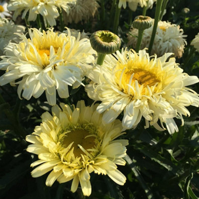 Thompson & Morgan Leucanthemum Superbum Real Charmer 1 Litre Potted Plant X 1 from B&Q