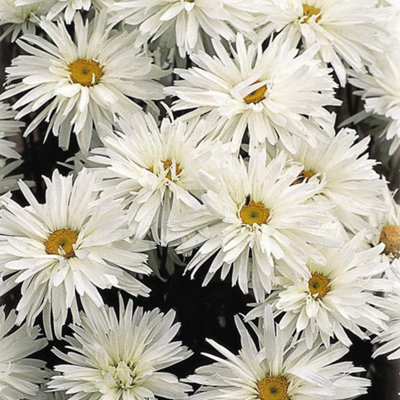 Thompson & Morgan Leucanthemum X Superbum Crazy Daisy 1 Litre Potted Plant X 1 from B&Q