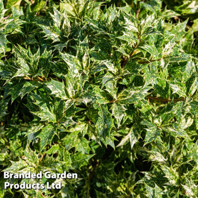 B&Q -  Osmanthus Heterophyllus Goshiki 9Cm Potted Plant X 3
