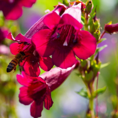 B&Q -  Penstemon Rich Ruby 3 Litre Potted Plant X 1