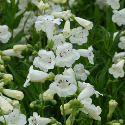 B&Q -  Penstemon White Bedder 1 Litre Potted Plant X 1