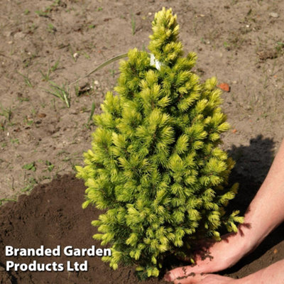 Thompson & Morgan Picea Glauca Biesenthaler Fruhling 1 Litre Potted Plant X 1 from B&Q