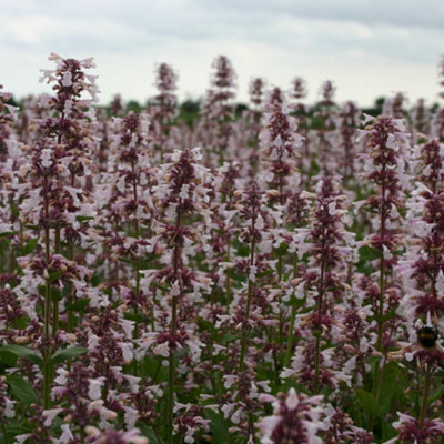 Thompson & Morgan Nepeta Candy 9Cm Potted Plant X 3 Pink