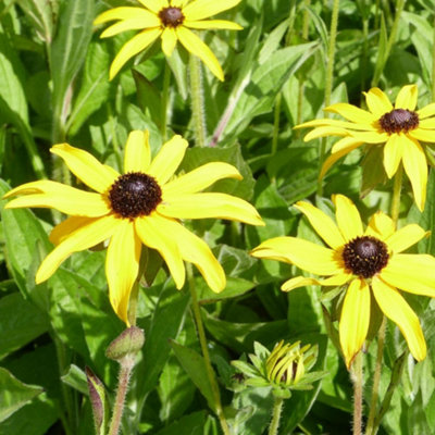 Thompson & Morgan Rudbeckia Fulgida Deamii 1 Litre Potted Plant X 1 from B&Q