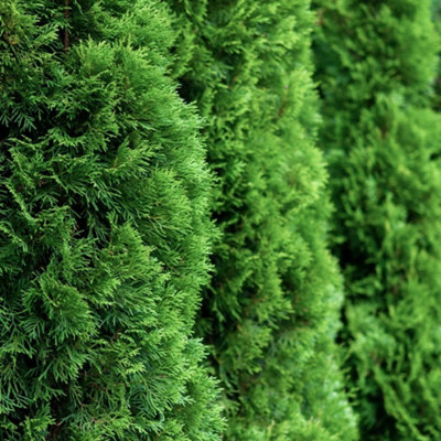 Thompson & Morgan Thuja Occidentalis Brobecks Tower 1 Litre Potted Plant X 1 from B&Q