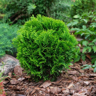 Thompson & Morgan Thuja DanicaDwarf Evergreen Conifer Dome-Shaped Bright Green Foliage Hardy Award-Winning 3L Pots from B&Q