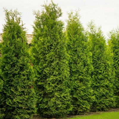 Thompson & Morgan Thuja Occidentalis King Of Brabant 1 Litre Potted Plant X 1 from B&Q