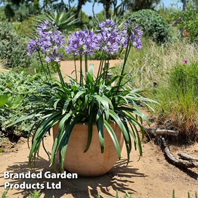 Thompson & Morgan Agapanthus Midnight Moon 9Cm Pot X 1 from B&Q