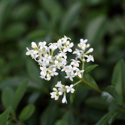 Thompson & Morgan Ligustrum Vulgare 5 Litre Pot X 1 from B&Q