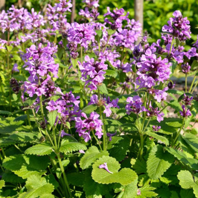 Thompson & Morgan Stachys Macrantha Superba 1 Litre Potted Plant X 1 from B&Q