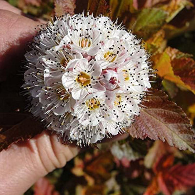 B&Q -  Physocarpus Opulifolius Amber Jubilee 9Cm Potted Plant X 1
