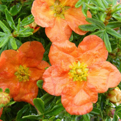 Thompson & Morgan Potted Plantentilla Fruticosa Red Ace 9Cm Potted Plant X 1 from B&Q