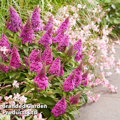 Thompson & Morgan Pink Buddleja Butterfly Candy Little Cerise Potted Plant X 1 9Cm